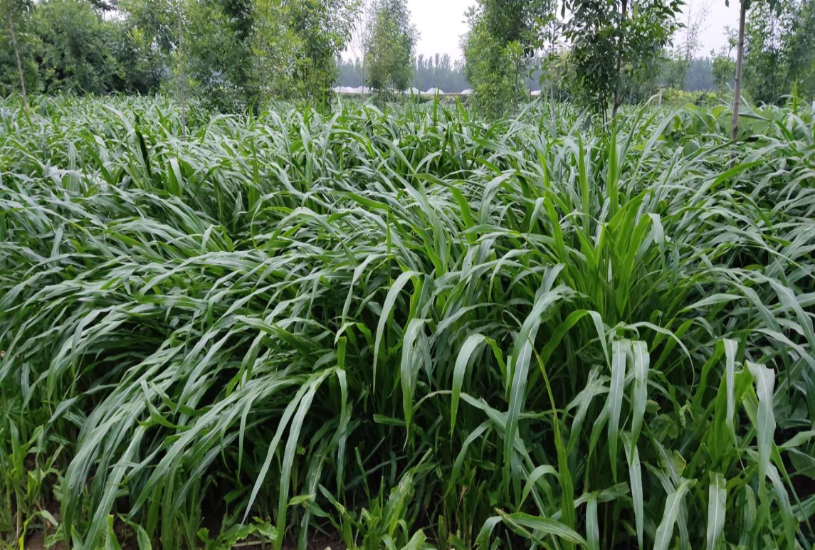 看懂牧草品質(zhì)檢測報告